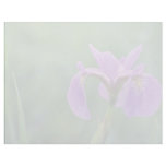 Blue flag iris, Canada flowers Letterhead Design