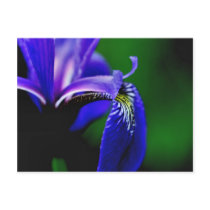 Blue Flag Iris Flower Photography Postcard