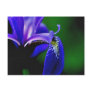 Blue Flag Iris Flower Photography Postcard