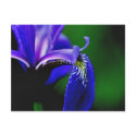 Blue Flag Iris Flower Photography Postcard