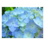 Blue Floral Hydrangeas Flowers art prints Photo