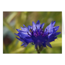 blue flower cards by cleverocity blue flower cards