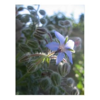 Blue Flower Haze Post Card