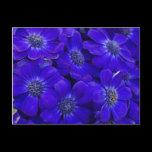 Blue Flower Postcard postcards