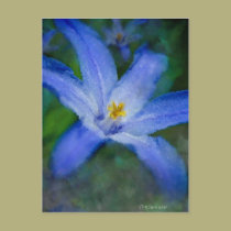 Blue Flower postcards