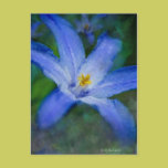 Blue Flower postcards