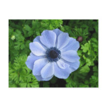 Blue Flower postcards