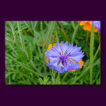 Blue Flower