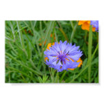 Blue Flower