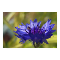 blue flower posters by cleverocity blue flower posters