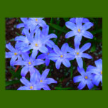 Blue Flower Print posters