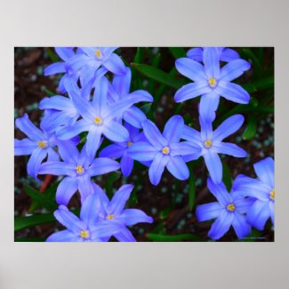 Blue Flower Print