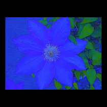 Blue Flower Urchin Print