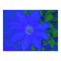 Blue Flower Urchin Print