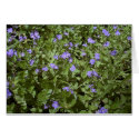blue flowers cards by suebee blue flowers cards