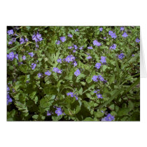 blue flowers cards