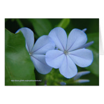 Blue Flowers Card cards