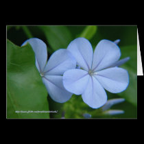 Blue Flowers Card by Rajee1 Blue Flowers Card