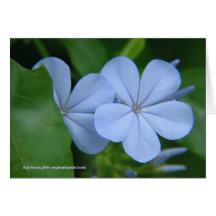 Blue Flowers Card