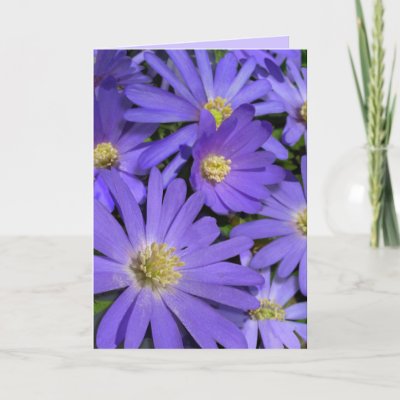 Flower Birthday Card Beautiful Blue Daisy Greeting Card