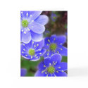 Blue Flowers-GReeting Card