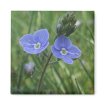 Blue Flowers Magnet magnets