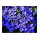 Blue Flowers Postcard