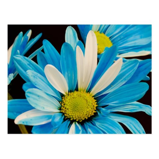 Blue Flowers Postcard