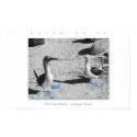 Blue Footed Birds - Galapagos Photo Art Print