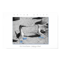 Blue Footed Birds - Galapagos Photo Art Print