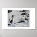 Blue Footed Birds - Galapagos Photo Art Print
