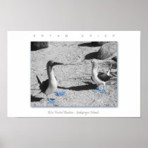 Blue Footed Birds - Galapagos Photo Art Print