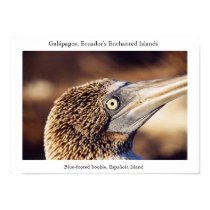 Blue-footed boobie, a "bird's eye" view posters by torrequemada Blue-footed boobie, a "bird's eye" view posters