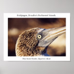 Blue-footed boobie, a "bird's eye" view poster