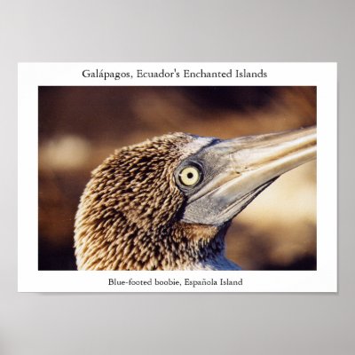 Blue-footed boobie, a "bird's eye" view poster by torrequemada