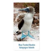 Blue Footed Boobie, Galapagos Islands posters