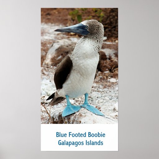 Blue Footed Boobie, Galapagos Islands Posters