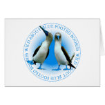 Blue Footed Boobies Cards