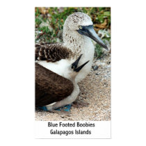 Blue Footed Boobies Galapagos Islands posters