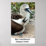Blue Footed Boobies Galapagos Islands Print