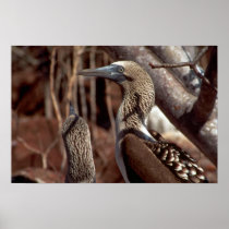Blue-footed boobies, North Seymour Island Poster