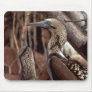 Blue-footed boobies, North Seyur Island Use Pads