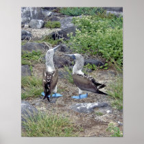 Blue-footed Boobies Poster