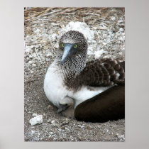 Blue-footed Booby and Chick Isla de la Plata Posters