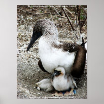 Blue-footed Booby and Chicks Isla de la Plata Posters