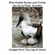 Blue-footed Booby and Chicks Isla de la Plata t-shirts by lshickzazzle Blue-footed Booby and Chicks Isla de la Plata t-shirts