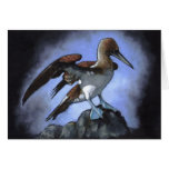 Blue-Footed Booby Bird: Oil Pastel on Black Greeting Cards