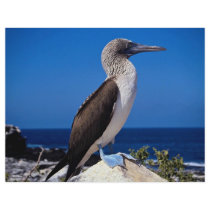 Blue-footed booby, Espaniola Island, Galapagos Flyers