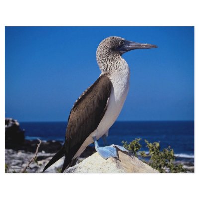 Blue-footed booby, Espaniola Island, Galapagos Flyers by beautifulclicks