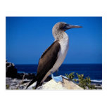 Blue-footed booby, Espaniola Island, Galapagos Postcard